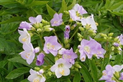 Polemonium 'Hopley's'