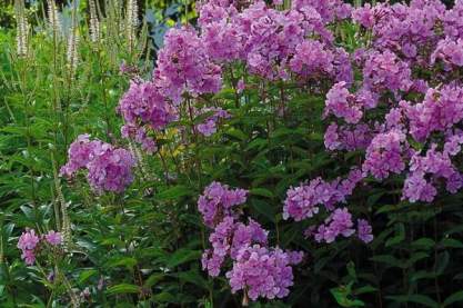 Phlox paniculata