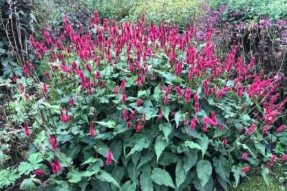 Persicaria apmplexicaule 'Finy Tiny'