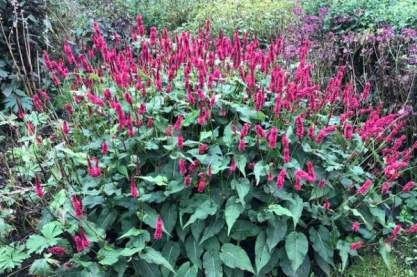 Persicaria apmplexicaule 'Lage Zaailing'