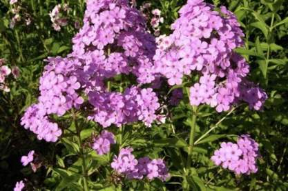 Phlox pan. 'Hesperis'