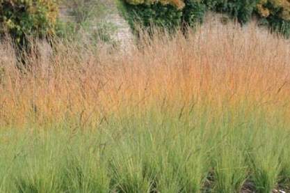 Molinia caerulea 'Heidebraut'