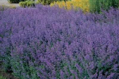 Nepeta faassenii 'Walkers Low'