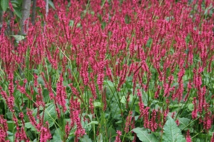 Persicaria amplexicaule 'Orange Field'