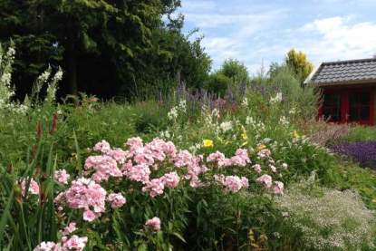 Phlox pan. Rosa Pastel