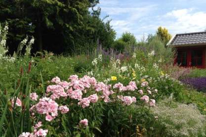 Phlox pan. Rosa Pastel