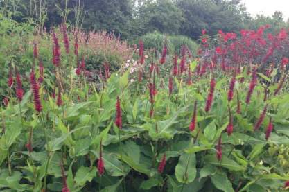 Persicaria ampl. ' Black Field'