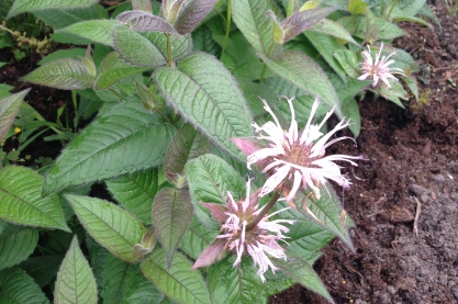 Monarda bradburiana