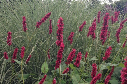 Persicaria ampl. ' Fat Domino'