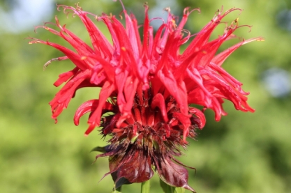 Monarda 'Jacob Kline'