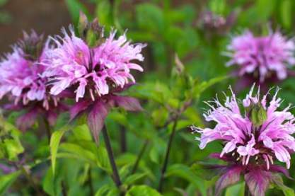 Monarda 'Beauty of Cobham' Monarda 'Beauty of Cobham'