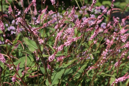 Persicaria ampl.' Pink Elefant'