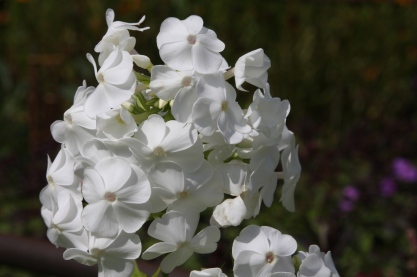 Phlox pan. 'David'