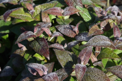 Monarda bradburiana