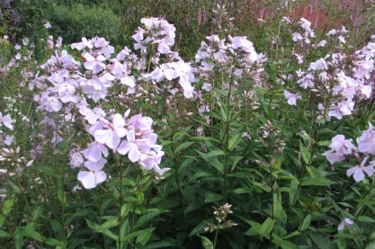 Phlox pan. ' Utopia'