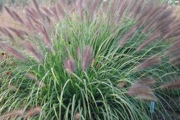 Pennisetum alopecuroides 'Red Head'