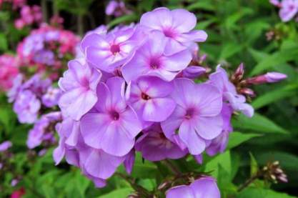 Phlox pan 'Lilac Time' Phlox pan 'Lilac Time'