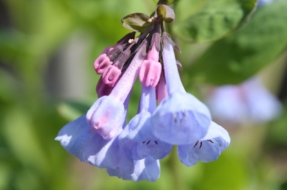 Mertensia virginica