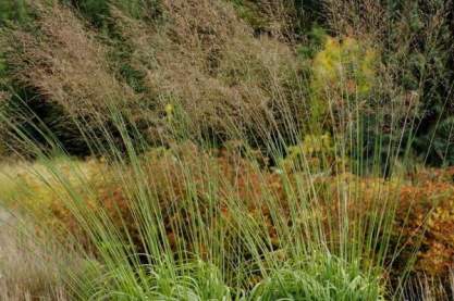 Molinia arundinacea 'Transparent'