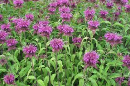 Monarda 'Prairienacht'