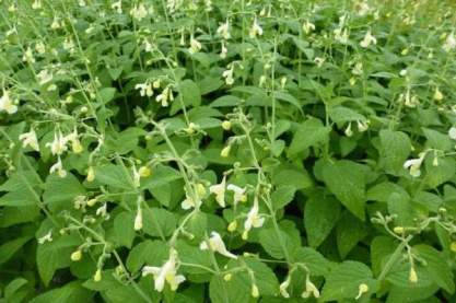 Nepeta govaniana