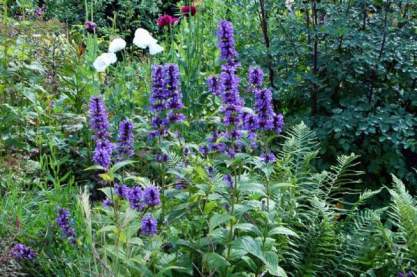 Nepeta kubanica