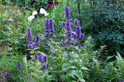 Nepeta kubanica