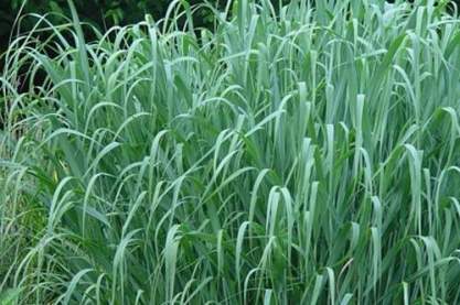 Panicum virgatum 'Dallas Blue'