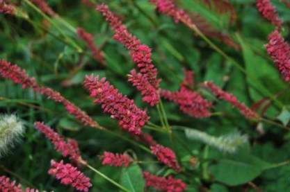 Persicaria ampl. 'Dark Red'