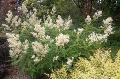 Persicaria polymorphum