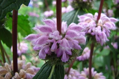 Phlomis tuberosa 'Amazone'