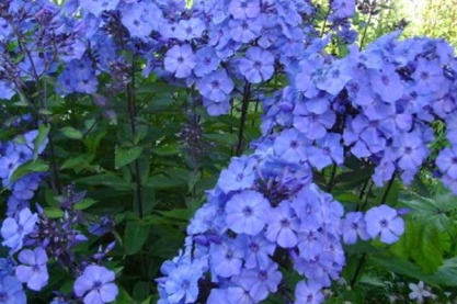 Phlox paniculata 'Blue Paradise'