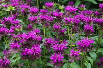 Monarda 'Scorpion'