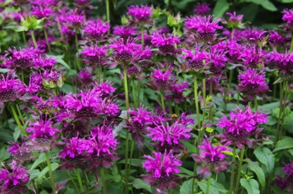 Monarda 'Scorpion'