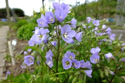 Polemonium 'Sonia's Blue Bells'