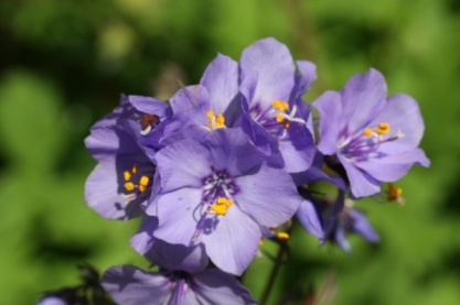 Polemonium yezoense ' Purple Rain'