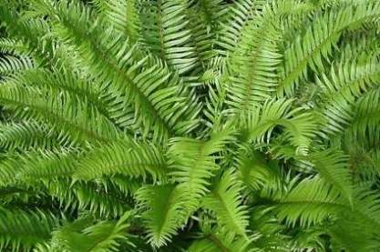 Polystichum munitum