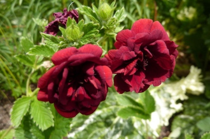 Potentilla 'Volcan'