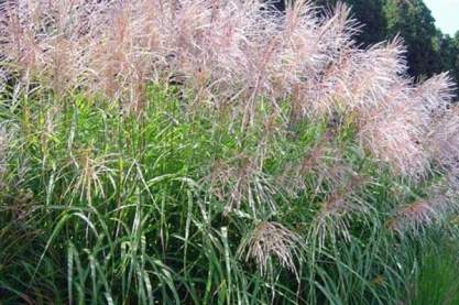 Miscanthus sinensis 'Silberspinne' Miscanthus sinensis 'Silberspinne'