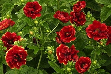 Potentilla 'Emilie'