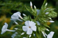 Phlox maculata 'Schneelawine'