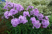 Phlox paniculata 'Franz Schubert'