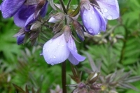 Polemonium 'Bressingham Purple'