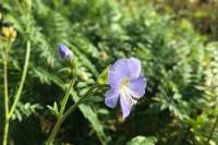 Polemonium 'Northern Lights'