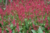 Persicaria amplexicaule 'Orange Field'
