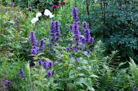 Nepeta kubanica