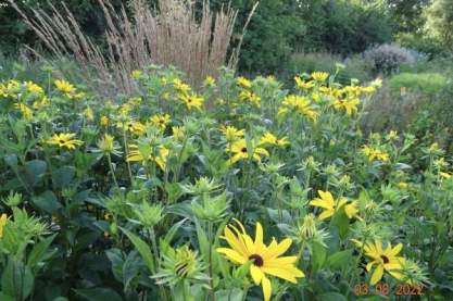 Rudbeckia subtomentosa 'Loofahsa Wheaten Gold'