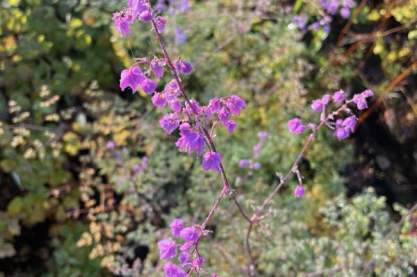 Thalictrum del. var. decorum