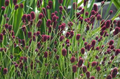 Sanguisorba off. 'Tanna'