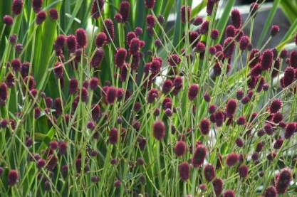 Sanguisorba off. 'Tanna'